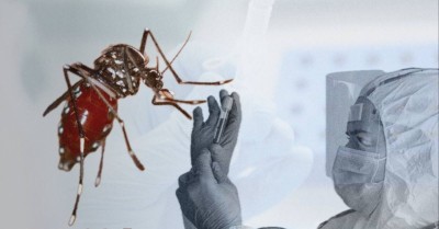 «Молниеносно»: раскрыт механизм распространения чикунгуньи
